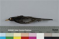 藏品(紅嘴黑鵯)的圖片